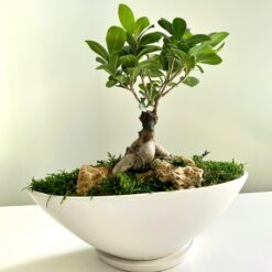 Композиція з бонсай та стабілізованим мохом