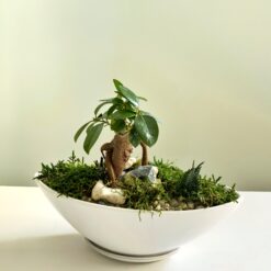 Композиція з бонсай та стабілізованим мохом