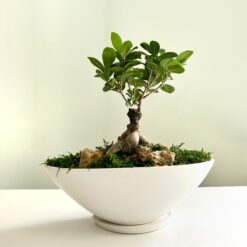 Композиція з бонсай та стабілізованим мохом