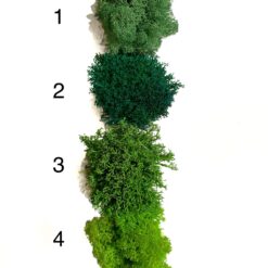 стабілізований мох на вибір