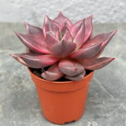 Сукулент ехеверія