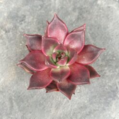 Сукулент ехеверія