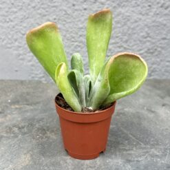 Діаметр горщика - 5 см