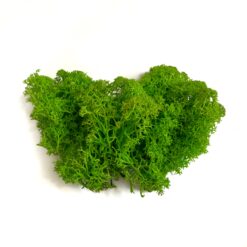 Мох ягель стабилизированный Premium - 15 г - цвет Темно-зеленый