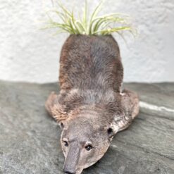 Лісовий ведмідь