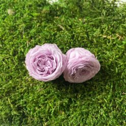 Троянда стабілізована - колір Фіолетовий