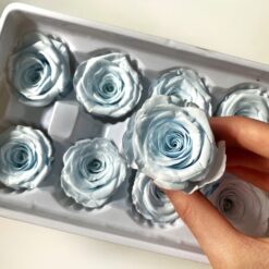 Троянда стабілізована - колір Блакитний