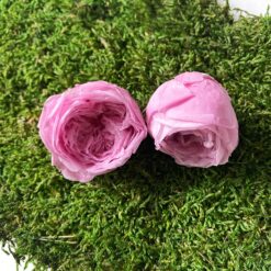 Троянда стабілізована піоновидна - колір Рожевий