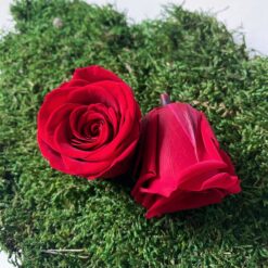 Троянда стабілізована - колір Червоний