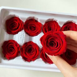 Троянда стабілізована - колір Червоний