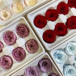 Троянда стабілізована - колір Фіолетовий