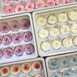 Троянда стабілізована - колір Блакитний