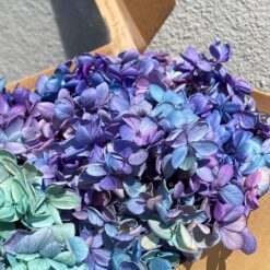 Стабілізована гортензія - 5 г - колір Фіолетово-блакитна