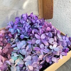 Стабілізована гортензія - 5 г - колір Фіолетова