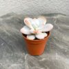 Ехеверія Лау (Echeveria Laui)