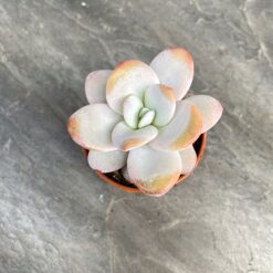 Ехеверія Лау (Echeveria Laui)2
