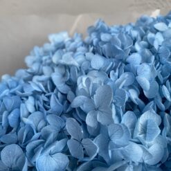 стабилизированная гортензия, сухоцвет, цветы для букетов, для декора, цветы для свечей, декор для праздника и свадьбыстабілізована гортензія рожева, стабілізована гортензія фіолетова, декоративна гортензія, квіти для декору, рожева гортензія, стабілізовані квіти, стабілізована гортензія 10 грам, квіти для квіткових композицій, квіти для прикрашання, рожева декоративна гортензія, квіти для інтер'єру, сухоцвіти для декору, рожева гортензія стабілізована, квіткові композиції з гортензії, стабілізована флористика, декор для свічок, гортензія для букетів, декор для весілля