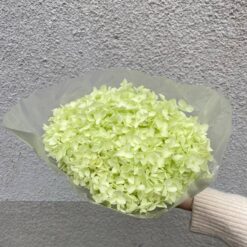 стабилизированная гортензия салатовая на стебле, гортензия для декора салатовая 60 см, стабилизированная гортензия для интерьера на стебле, салатовая гортензия на длинном стебле декор, цветы для декора стабилизированная гортензия, стабилизированная гортензия на стебле 60 см, салатовая гортензия в упаковке для декора, натуральная стабилизированная гортензия на стебле, гортензия салатовая стабилизированная интерьерный декор, стабилизированные цветы гортензия 60 см салатовая, гортензия стабилизированная для флористических композиций, цветы для интерьера салатовая гортензия, стабілізована гортензія салатова на стеблі, гортензія для декору салатова 60 см, стабілізована гортензія для інтер'єру на стеблі, салатова гортензія на довгому стеблі декор, квіти для декору стабілізована гортензія, стабілізована гортензія на стеблі 60 см, салатова гортензія в упаковці для декору, натуральна стабілізована гортензія на стеблі, гортензія салатова стабілізована інтер'єрний декор, стабілізовані квіти гортензія 60 см салатова, гортензія стабілізована для флористичних композицій, квіти для інтер'єру салатова гортензія