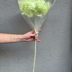 стабилизированная гортензия салатовая на стебле, гортензия для декора салатовая 60 см, стабилизированная гортензия для интерьера на стебле, салатовая гортензия на длинном стебле декор, цветы для декора стабилизированная гортензия, стабилизированная гортензия на стебле 60 см, салатовая гортензия в упаковке для декора, натуральная стабилизированная гортензия на стебле, гортензия салатовая стабилизированная интерьерный декор, стабилизированные цветы гортензия 60 см салатовая, гортензия стабилизированная для флористических композиций, цветы для интерьера салатовая гортензия, стабілізована гортензія салатова на стеблі, гортензія для декору салатова 60 см, стабілізована гортензія для інтер'єру на стеблі, салатова гортензія на довгому стеблі декор, квіти для декору стабілізована гортензія, стабілізована гортензія на стеблі 60 см, салатова гортензія в упаковці для декору, натуральна стабілізована гортензія на стеблі, гортензія салатова стабілізована інтер'єрний декор, стабілізовані квіти гортензія 60 см салатова, гортензія стабілізована для флористичних композицій, квіти для інтер'єру салатова гортензія