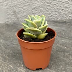 сукулент, квіти, кашпо, ехіверія