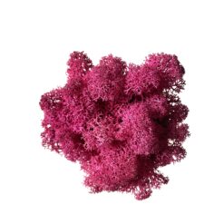 мох, декор для флораріума, декор, рослини