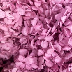 стабілізована гортензія, сухоцвіти, квіти для свічок, декор, квіти для букетів, гортензія