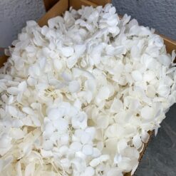 стабілізована гортензія, сухоцвіти, квіти для свічок, декор, квіти для букетів, гортензія