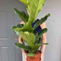 фікус Лірата, фікус з великим листям, фікус для офісу, велика кімнатна рослина, рослина для інтер'єру, декоративна рослина, рослина для дому, покращення повітря, фікус для вітальні, фікус для спальні,фикус Лирата, фикус с большими листьями, фикус для офиса, крупное комнатное растение, растение для интерьера, декоративное растение, растение для дома, улучшение воздуха, фикус для гостиной, фикус для спальни