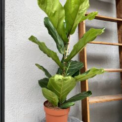 фікус Лірата, фікус з великим листям, фікус для офісу, велика кімнатна рослина, рослина для інтер'єру, декоративна рослина, рослина для дому, покращення повітря, фікус для вітальні, фікус для спальні,фикус Лирата, фикус с большими листьями, фикус для офиса, крупное комнатное растение, растение для интерьера, декоративное растение, растение для дома, улучшение воздуха, фикус для гостиной, фикус для спальни