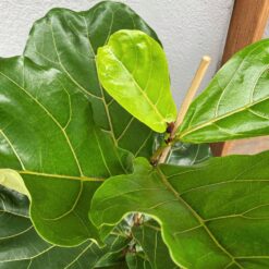 фікус Лірата, фікус з великим листям, фікус для офісу, велика кімнатна рослина, рослина для інтер'єру, декоративна рослина, рослина для дому, покращення повітря, фікус для вітальні, фікус для спальні,фикус Лирата, фикус с большими листьями, фикус для офиса, крупное комнатное растение, растение для интерьера, декоративное растение, растение для дома, улучшение воздуха, фикус для гостиной, фикус для спальни