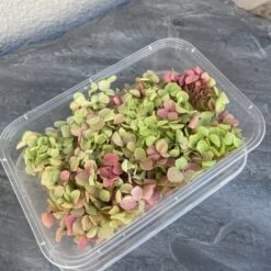 стабілізована гортензія рожева, стабілізована гортензія фіолетова, декоративна гортензія, квіти для декору, рожева гортензія, стабілізовані квіти, стабілізована гортензія 10 грам, квіти для квіткових композицій, квіти для прикрашання, рожева декоративна гортензія, квіти для інтер'єру, сухоцвіти для декору, рожева гортензія стабілізована, квіткові композиції з гортензії, стабілізована