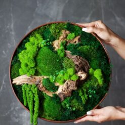 панно из мха 35 см, стабилизированный мох панно 35 см, панно для декора 35 см, декоративное панно 35 см, настенное панно мох 35 см, мох для декора стен 35 см, круглый декор из мха 35 см, природное панно 35 см, панно для дома 35 см, панно для офиса 35 см, панно для кафе 35 см, панно для ресторана 35 см, украшение стен мох 35 см, природный декор 35 см, панно зі стабілізованого моху 35 см, стабілізований мох панно 35 см, панно для декору 35 см, декоративне панно 35 см, настінне панно мох 35 см, мох для декору стін 35 см, круглий декор з моху 35 см, природне панно 35 см, панно для дому 35 см, панно для офісу 35 см, панно для кафе 35 см, панно для ресторану 35 см, прикраса стін мох 35 см, природний декор 35 см