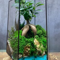 бонсай, фікус, декор, подарунок коханій людині, подарунок керівнику, живі дерева, стиль, рослини