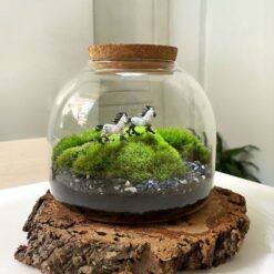 Живий мох у банці з підсвіткою