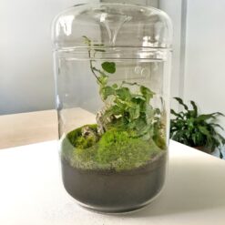 Живий мох з плющем