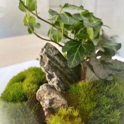 живой мох с плющом в банке, мох в банке, плющ в банке, мох размер 23х15 см, композиция с мхом, композиция с плющом, мох в интерьере, мох для дома, мох для офиса, уход за мхом, мох 1 раз в неделю, стабилизированный мох, мох без ухода, композиция со стабилизированным мхом, мох в банке 23х15 см, мох и плющ в банке, мох для декора, мох в банке с плющом, мох в стеклянной банке, композиция размер 23х15 см, живий мох з плющем у банці, мох у банці, плющ у банці, мох розмір 23х15 см, композиція з мохом, композиція з плющем, мох в інтер'єрі, мох для дому, мох для офісу, догляд за мохом, мох 1 раз на тиждень, стабілізований мох, мох без догляду, композиція зі стабілізованим мохом, мох у банці 23х15 см, мох і плющ у банці, мох для декору, мох у банці з плющем, мох у скляній банці, композиція розмір 23х15 см