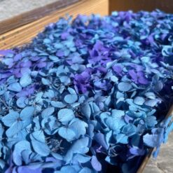 стабілізована гортензія рожева, стабілізована гортензія фіолетова, декоративна гортензія, квіти для декору, рожева гортензія, стабілізовані квіти, стабілізована гортензія 10 грам, квіти для квіткових композицій, квіти для прикрашання, рожева декоративна гортензія, квіти для інтер'єру, сухоцвіти для декору, рожева гортензія стабілізована, квіткові композиції з гортензії, стабілізована