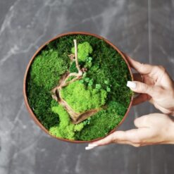 панно из мха 20 см, стабилизированный мох панно 20 см, панно для декора 20 см, декоративное панно 20 см, настенное панно мох 20 см, мох для декора стен 20 см, круглый декор из мха 20 см, природное панно 20 см, панно для дома 20 см, панно для офиса 20 см, панно для кафе 20 см, панно для ресторана 20 см, украшение стен мох 20 см, природный декор 20 см, панно зі стабілізованого моху 20 см, стабілізований мох панно 20 см, панно для декору 20 см, декоративне панно 20 см, настінне панно мох 20 см, мох для декору стін 20 см, круглий декор з моху 20 см, природне панно 20 см, панно для дому 20 см, панно для офісу 20 см, панно для кафе 20 см, панно для ресторану 20 см, прикраса стін мох 20 см, природний декор 20 см