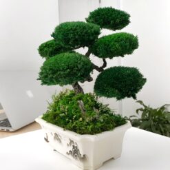 мосаріум, велика композиція, стабілізовані рослини, рослини у склі, унікальний подарунок, 8 березня, день народження, уникальный подарок, моссариум, флорариум, цветы в вазе, цветы в стекле