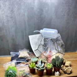 флораріум, набір для творчості, подарунок, садівництво, квіти у вазі, сукуленти, набір збери сам, оригінальний подарунок,