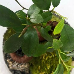 флорариум с бонсай стекло 23 см, декоративный флорариум с живым мхом 23х15 см, закрытый флорариум для дома с бонсай, стеклянный флорариум с растениями 23 см, флорариум с живыми растениями и мхом, мини-флорариум с бонсай стекло, стильный флорариум для интерьера, флорариум из стекла с живым мхом, закрытый стеклянный флорариум для дома, флораріум з бонсай скло 23 см, декоративний флораріум з живим мохом 23х15 см, закритий флораріум для дому з бонсай, скляний флораріум з рослинами 23 см, флораріум з живими рослинами і мохом, міні-флораріум з бонсай скло, стильний флораріум для інтер'єру, флораріум зі скла з живим мохом, закритий скляний флораріум для дому