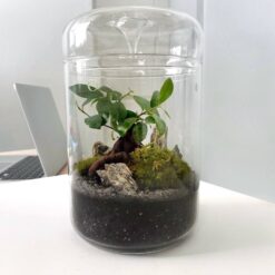 Закритий флораріум з бонсай