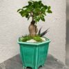 бонсай в зеленом горшке, бонсай для интерьера, керамический горшок с бонсай, бонсай с мхом и камнями, интерьерное дерево, декоративное дерево для дома, подарок бонсай, бонсай в офис, живой декор для интерьера, бонсай у зеленому горщику, бонсай для інтер'єру, керамічний горщик з бонсай, бонсай з мохом і камінням, інтер'єрне дерево, декоративне дерево для дому, подарунок бонсай, бонсай в офіс, живий декор для інтер'єру
