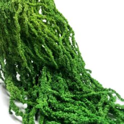 амарант стабилизированный зелёный, стабилизированный амарант для декора, амарант зелёный 100 см, стабилизированный амарант для букетов, флористический амарант зелёный, амарант для украшения интерьера, стабилизированные растения амарант, амарант пучок 5-7 веток, амарант декор композиция, амарант для длительного хранения, стабилизированный амарант для подарка, амарант зелёный флористика, амарант стабілізований зелений, стабілізований амарант для декору, амарант зелений 100 см, стабілізований амарант для букетів, флористичний амарант зелений, амарант для прикраси інтер'єру, стабілізовані рослини амарант, амарант пучок 5-7 гілок, амарант декор композиція, амарант для тривалого зберігання, стабілізований амарант для подарунка, амарант зелений флористика