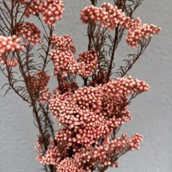 сухоцвет озатамнус стабилизированный коралловый, сухоцветы рисовые цветы кораллового цвета, букет сухоцветов коралловый, цветы для декора интерьера коралловые, коралловые сухоцветы для рукоделия, стабилизированные коралловые цветы для подарка, коралловые сухоцветы для флористики, стабилизированные растения кораллового цвета, букет из стабилизированных цветов коралловый, композиция из коралловых сухоцветов, коралловые сухоцветы для композиции, стабилизированный коралловый букет цветов, сухоцвіт озатамнус стабілізований кораловий, сухоцвіти рисові квіти коралового кольору, букет сухоцвітів кораловий, квіти для декору інтер'єру коралові, коралові сухоцвіти для рукоділля, стабілізовані коралові квіти для подарунка, коралові сухоцвіти для флористики, стабілізовані рослини коралового кольору, букет зі стабілізованих квітів кораловий, композиція із коралових сухоцвітів, коралові сухоцвіти для композиції, стабілізований кораловий букет квітів