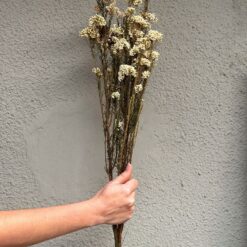 сухоцвет озатамнус белый, стабилизированные цветы белые, сухоцвет для декора интерьера, озатамнус для украшений, сухоцветы для рукоделия, букет из сухоцветов, декоративные цветы белые, сухоцветы для свадебного декора, стабилизированные растения озатамнус, декоративные белые ветки, озатамнус для флористики, белый озатамнус декор, сухоцвіт озатамнус білий, стабілізовані квіти білі, сухоцвіт для декору інтер'єру, озатамнус для прикрас, сухоцвіти для рукоділля, букет з сухоцвітів, декоративні квіти білі, сухоцвіти для весільного декору, стабілізовані рослини озатамнус, декоративні білі гілки, озатамнус для флористики, білий озатамнус декор