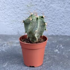 суккулент астрофитум орнатум, астрофитум орнатум D5 см, суккулент Astrophytum ornatum, Astrophytum ornatum D5 см, астрофитум орнатум растение, декоративный суккулент астрофитум орнатум, астрофитум орнатум мини растение, астрофитум орнатум горшок, оригинальный астрофитум орнатум, комнатное растение астрофитум орнатум, мини-кактус астрофитум орнатум, астрофитум орнатум уход, сукулент астрофітум орнатум, астрофітум орнатум D5 см, сукулент Astrophytum ornatum, Astrophytum ornatum D5 см, астрофітум орнатум рослина, декоративний сукулент астрофітум орнатум, астрофітум орнатум міні рослина, астрофітум орнатум горщик, оригінальний астрофітум орнатум, кімнатна рослина астрофітум орнатум, міні-кактус астрофітум орнатум, астрофітум орнатум догляд