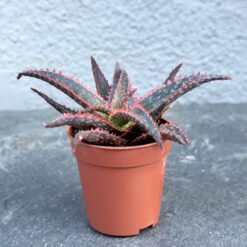 алое красный дракон суккулент D5 см, алое crimson dragon суккулент, алое багровый дракон D5 см, красный суккулент алое D5 см, суккулент дракон алое D5 см, алое с красным оттенком D5 см, суккулент алое crimson dragon, алое декоративное суккулент D5 см, алое дракон суккулент D5 см, алое багровый оттенок D5 см, суккулент алое дракон красный, алое crimson dragon красный дракон, алое червоний дракон сукулент D5 см, алое crimson dragon сукулент, алое багряний дракон D5 см, червоний сукулент алое D5 см, сукулент дракон алое D5 см, алое з червоним відтінком D5 см, сукулент алое crimson dragon, алое декоративне сукулент D5 см, алое дракон сукулент D5 см, алое багряний відтінок D5 см, сукулент алое дракон червоний, алое crimson dragon червоний дракон