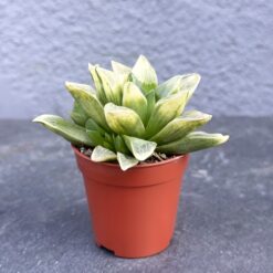 сукулент хавортия ретуза белое привидение, хавортия ретуза white ghost, хавортия ретуза белая D5 см, хавортия ретуза белое привидение D5 см, суккулент белое привидение D5 см, хавортия ретуза суккулент D5 см, декоративный сукулент ретуза белое привидение, хавортия ретуза оригинальный сорт, белое привидение суккулент в горшке, хавортия ретуза белое привидение растение, белое привидение хавортия ретуза суккулент, хавортия ретуза для коллекции, сукулент хавортія ретуза біле привидіння, хавортія ретуза white ghost, хавортія ретуза біла D5 см, хавортія ретуза біле привидіння D5 см, сукулент біле привидіння D5 см, хавортія ретуза сукулент D5 см, декоративний сукулент ретуза біле привидіння, хавортія ретуза оригінальний сорт, біле привидіння сукулент у горщику, хавортія ретуза біле привидіння рослина, біле привидіння хавортія ретуза сукулент, хавортія ретуза для колекції