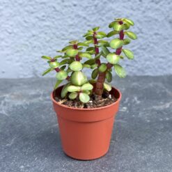 суккулент портулакария афра медиопикта, портулакария афра медиопикта D5 см, портулакария афра Portulacaria Afra Mediopicta, декоративная портулакария афра медиопикта, портулакария афра для кашпо, портулакария афра в пластиковом горшке, мини-суккулент портулакария 5 см, портулакария афра растение для интерьера, портулакария афра для декора, комнатное растение портулакария медиопикта, портулакария афра медиопикта 5 см горшок, портулакария декоративная медиопикта, сукулент портулакарія афра медиопікта, портулакарія афра медиопікта D5 см, портулакарія афра Portulacaria Afra Mediopicta, декоративна портулакарія афра медиопікта, портулакарія афра для кашпо, портулакарія афра у пластиковому горщику, міні-сукулент портулакарія 5 см, портулакарія афра рослина для інтер’єру, портулакарія афра для декору, кімнатна рослина портулакарія медиопікта, портулакарія афра медиопікта 5 см горщик, портулакарія декоративна медиопікта